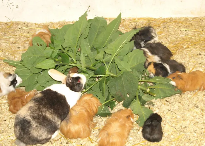 Haus An Der Pferdekoppel C Eingezaeunt 130m *